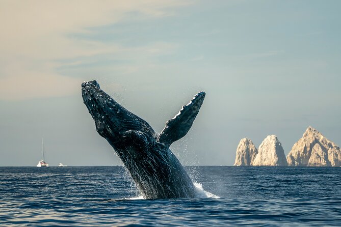 Whale Watching Tour with Arch and Beach in Cabo San Lucas - Starting at Cabo Adventures and the marina