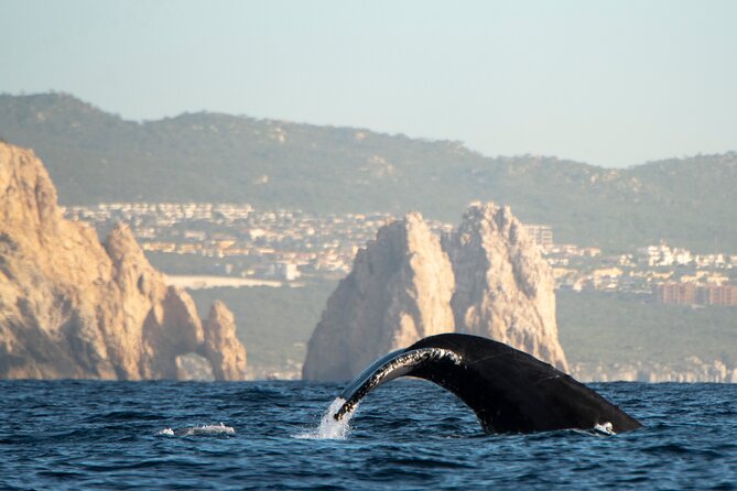 Whale Watching Tour with Arch and Beach in Cabo San Lucas - Boat comfort, language, and photographs