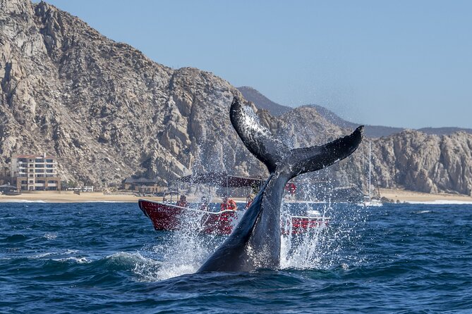 Whale Watching Tour with Arch and Beach in Cabo San Lucas - Is $51.38 a good price?
