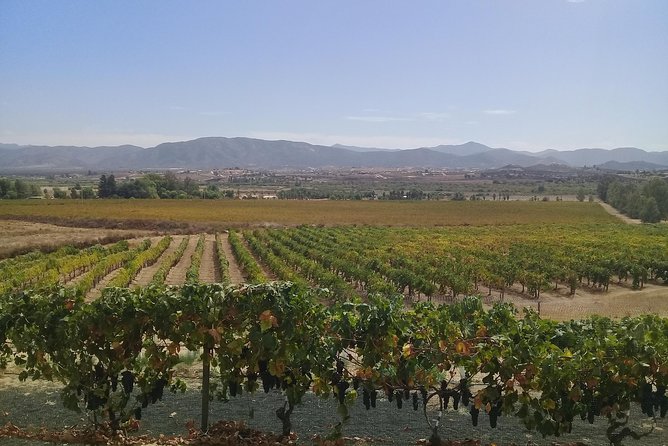 wine tours and driver service through valle de guadalupe, Ensenada B.C. Mexico - Key points to know before you book