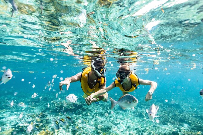 With Turtles, Shipwreck, Cenote, and Reef and Transport Included - Getting ready at the marina