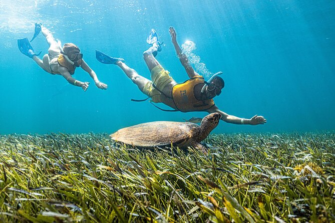 With Turtles, Shipwreck, Cenote, and Reef and Transport Included - Shipwrecks, statues, and the underwater museum