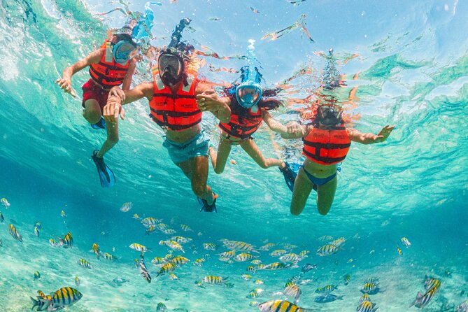 Xcaret Park Day Trip, transportation and Cultural Night Show - Animals and plants across the jungle routes