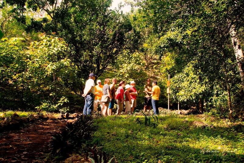 Xkopek, Mayan Bees Tour and Honey Tasting in Valladolid - Key points at a glance