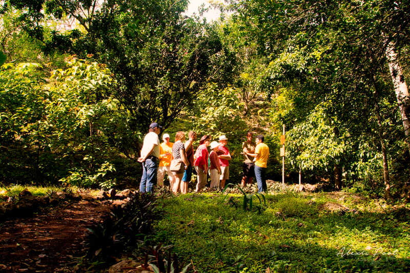 Xkopek, Mayan Bees Tour and Honey Tasting in Valladolid - Opening the hive at the meliponario
