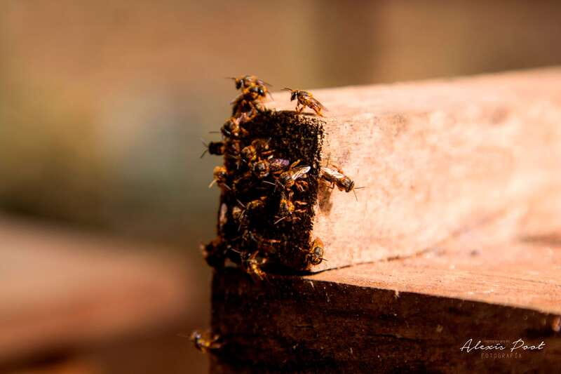 Xkopek, Mayan Bees Tour and Honey Tasting in Valladolid - Starting with plants and a dry cenote