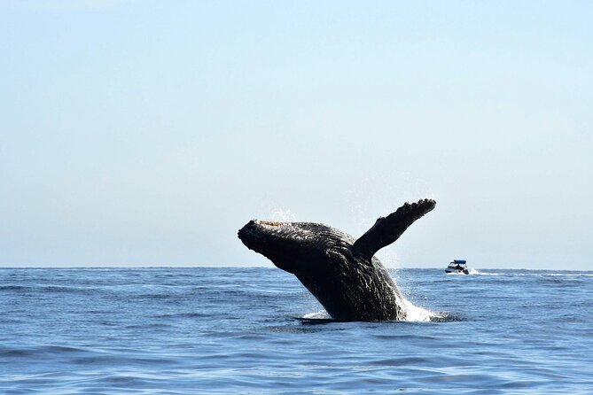 ZODIAC Whale Watch Tour | Cabo San Lucas | Biologist | FREE Pics - Why this small Cabo boat is different