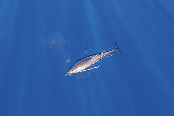 ZODIAC Whale Watch Tour | Cabo San Lucas | Biologist | FREE Pics - Searching for humpbacks beyond the Arch