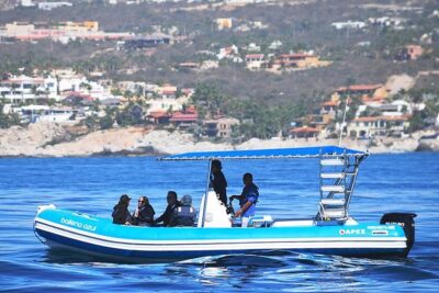 ZODIAC Whale Watch Tour | Cabo San Lucas | Biologist | FREE Pics