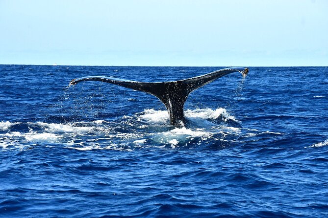 ZODIAC Whale Watch Tour | Cabo San Lucas | Biologist | FREE Pics - What the marine biologist adds