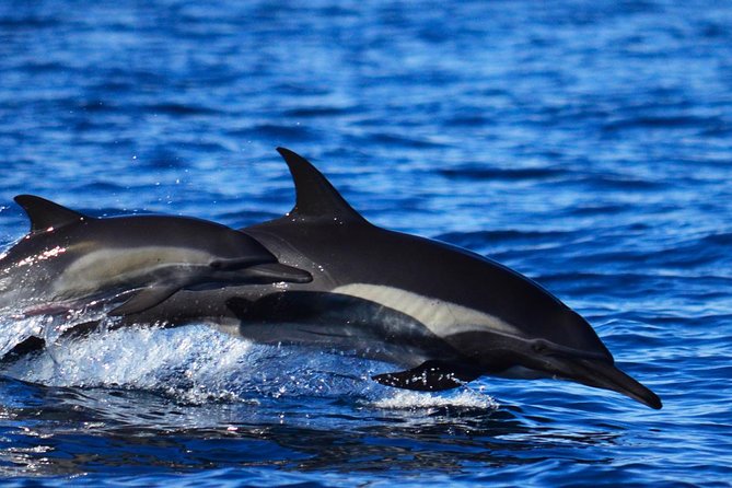 ZODIAC Whale Watch Tour | Cabo San Lucas | Biologist | FREE Pics - Free photos let you watch the whales