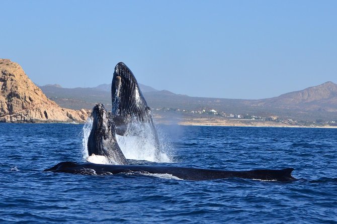 ZODIAC Whale Watch Tour | Cabo San Lucas | Biologist | FREE Pics - The Zodiac ride: quick, exposed, and not for everyone