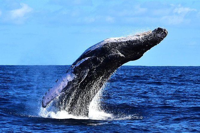 ZODIAC Whale Watch Tour | Cabo San Lucas | Biologist | FREE Pics - Is $109 a fair price?