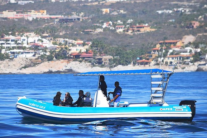 ZODIAC Whale Watch Tour | Cabo San Lucas | Biologist | FREE Pics - From Marina Plaza to El Arco